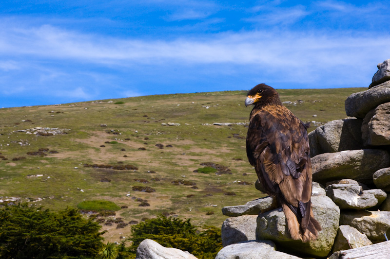 Striated Caracara